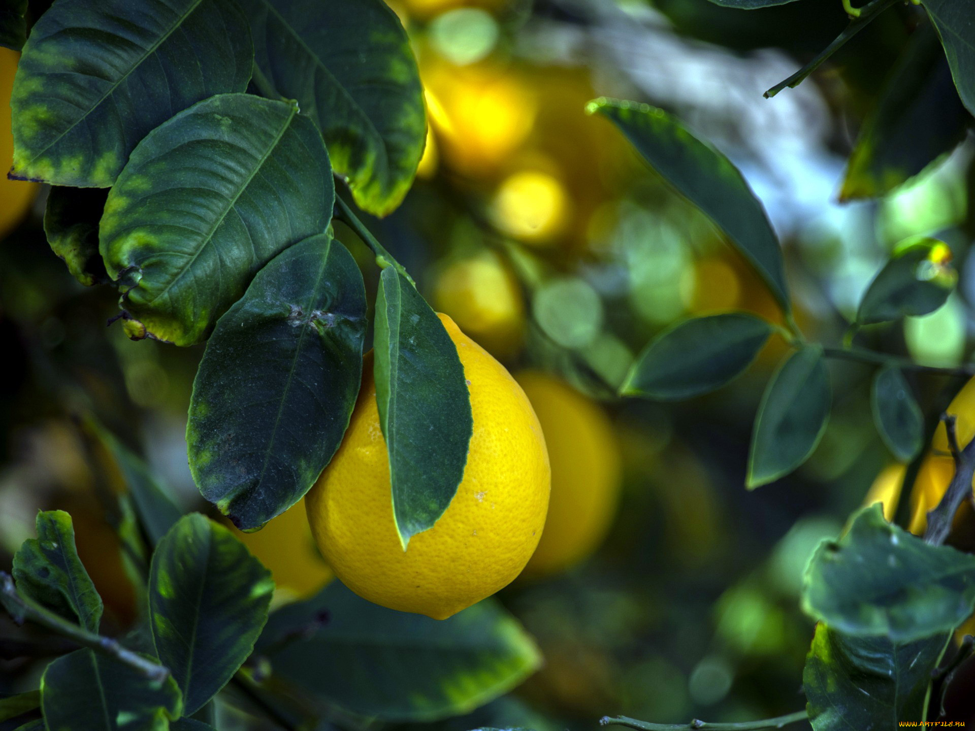 Лимон Дерево